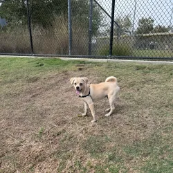Rancho Santa Margarita Dog Park - Rancho Santa Margarita