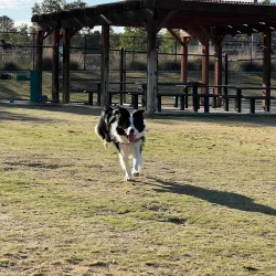 Rancho Santa Margarita Dog Park - Rancho Santa Margarita