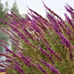 Rancho Santa Margarita Lake - Rancho Santa Margarita