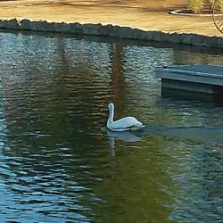 Rancho Santa Margarita Lake - Rancho Santa Margarita