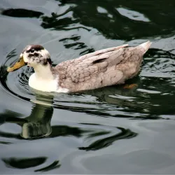 Rancho Santa Margarita Lake - Rancho Santa Margarita