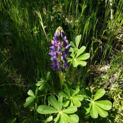 Edgewood Park and Natural Preserve - Redwood City