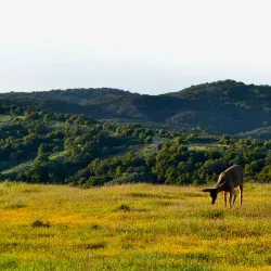 Edgewood Park and Natural Preserve - Redwood City