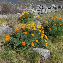 Marina Park - Redwood City