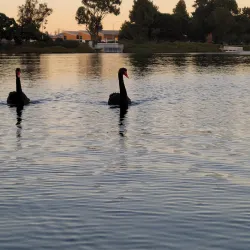 Redwood Shores Lagoon - Redwood City