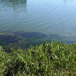 Redwood Shores Lagoon - Redwood City