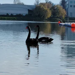 Redwood Shores Lagoon - Redwood City