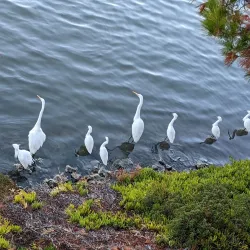 Redwood Shores Lagoon - Redwood City