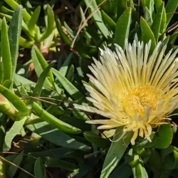 Redwood Shores Lagoon - Redwood City