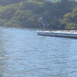 Redwood Shores Lagoon - Redwood City