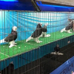 San Bernardino County Fairgrounds - Rialto