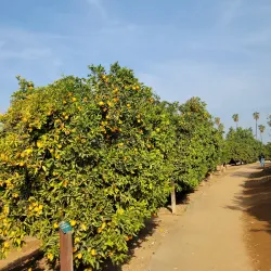 California Citrus State Historic Park - Riverside
