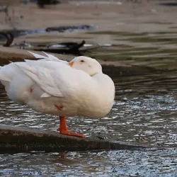 Fairmount Park - Riverside