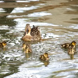 Fairmount Park - Riverside