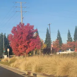 Blue Oaks Trail - Rocklin