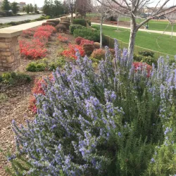 Whitney Community Park - Rocklin
