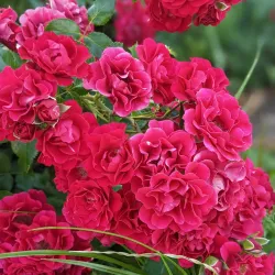 Whitney Community Park - Rocklin