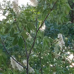 Rohnert Park Community Center - Rohnert Park