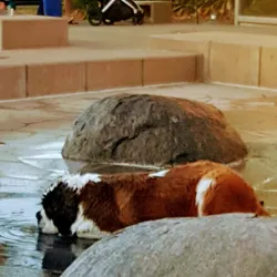 Rohnert Park Farmers Market - Rohnert Park