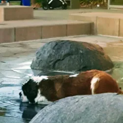 Rohnert Park Farmers Market - Rohnert Park