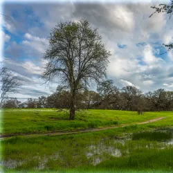 Johnson-Springview Park - Roseville