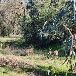 American River Parkway - Sacramento