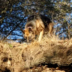 American River Parkway - Sacramento