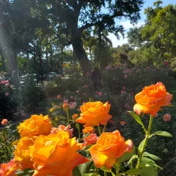 McKinley Park - Sacramento