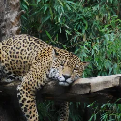 Sacramento Zoo - Sacramento