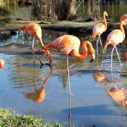 Sacramento Zoo - Sacramento