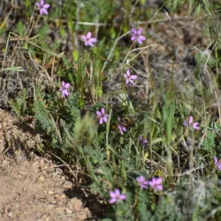 Mojave River Forks Regional Park - San Bernardino