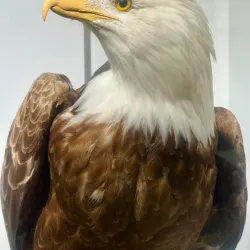 San Bernardino County Museum - San Bernardino