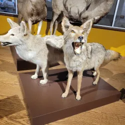 San Bernardino County Museum - San Bernardino