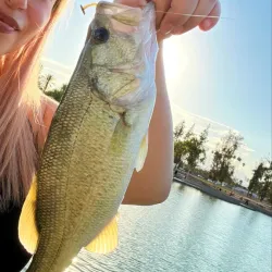 Seccombe Lake Park - San Bernardino