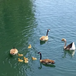 Seccombe Lake Park - San Bernardino