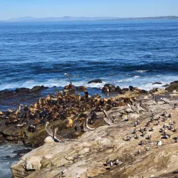 La Jolla Cove - San Diego