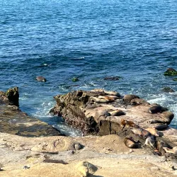 La Jolla Cove - San Diego