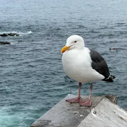 La Jolla Cove - San Diego