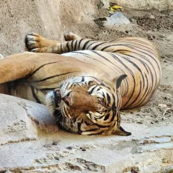 San Diego Zoo - San Diego