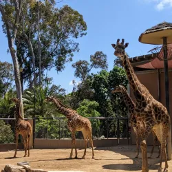 San Diego Zoo - San Diego