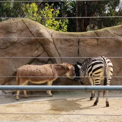 San Diego Zoo - San Diego