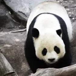 San Diego Zoo - San Diego