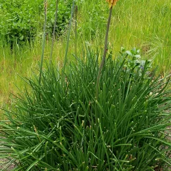 Alum Rock Park - San Jose