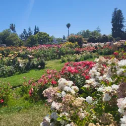 Municipal Rose Garden - San Jose