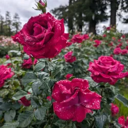 Municipal Rose Garden - San Jose