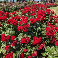 Municipal Rose Garden - San Jose