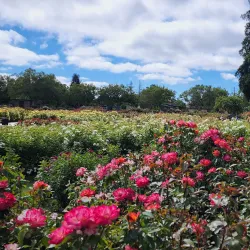 Municipal Rose Garden - San Jose