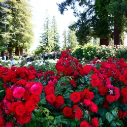 Municipal Rose Garden - San Jose