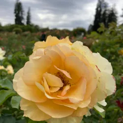 Municipal Rose Garden - San Jose