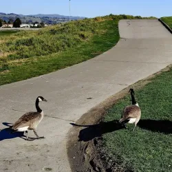 San Leandro Golf Course - San Leandro